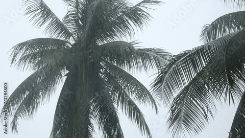view up to coconut palm trees under heavy rain and very strong wind in bad weather under typhoon herricane cyclone storm. Storm near beach sea coast in asia photo