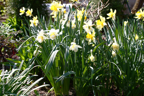Sunny spring day. The big group of narcissuses of different grades plentifully blossoms. Fragment of a decorative garden.