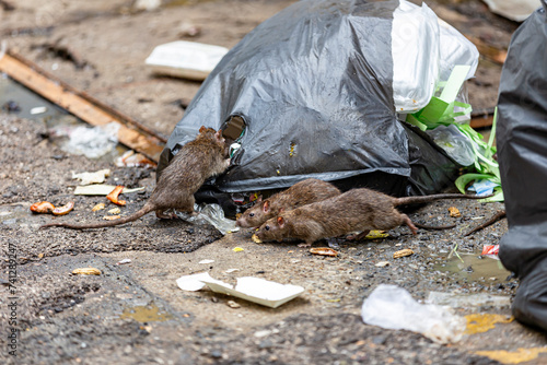 Three dirty, shaggy, skinny rats ate garbage next to each other. Garbage bags on the floor were wet and smelled very bad. reflecting the problem of overflowing garbage in the city. Selective focus