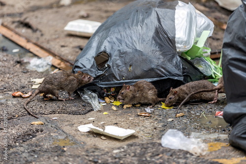 Quadro em tela Three dirty, shaggy, skinny rats ate garbage next to each other