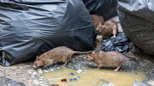 Dirty disgusting rats on area that was filled with sewage, smelly, damp, and garbage bags. Referring to the problem of rats in the city, disease outbreaks from animals, filth of city. Selective focus.
