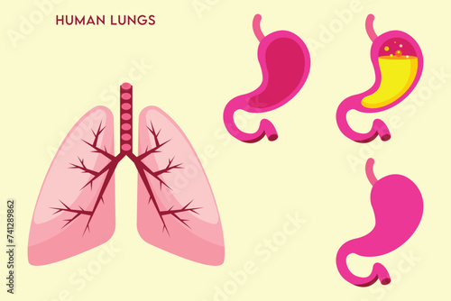 Simplified of human lungs photo