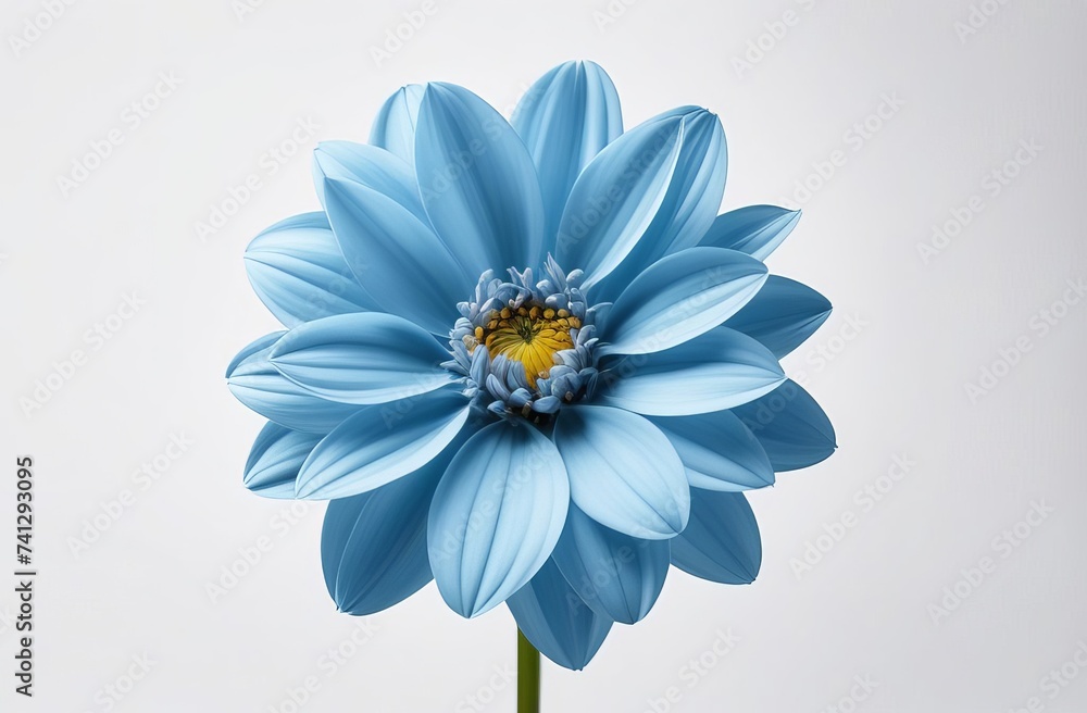 Obraz premium daisy on blue background