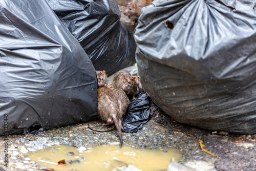 Dirty disgusting rats on area that was filled with sewage, smelly, damp, and garbage bags. Referring to the problem of rats in the city, disease outbreaks from animals, filth of city. Selective focus.