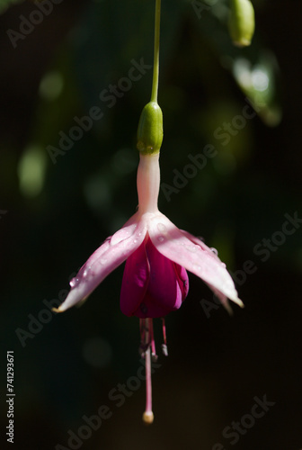 Pink flowering Fuchsia natural macro floral background
 photo