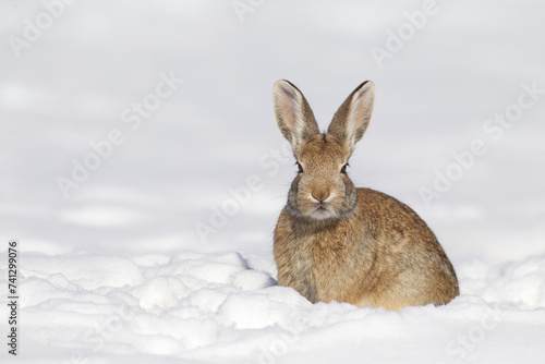 Cottontail Rabbit in snow photo