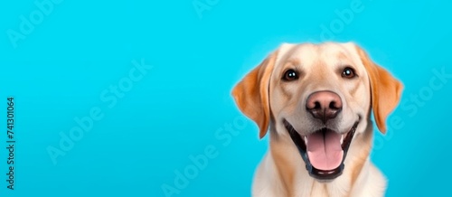 Happy funny cute dog on a blue background isolated with space for text
