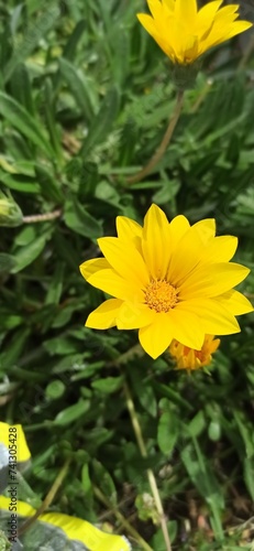 yellow flower in the garden