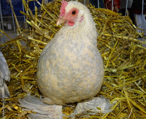 Φωτογραφία Booted bantam chicken in Romania