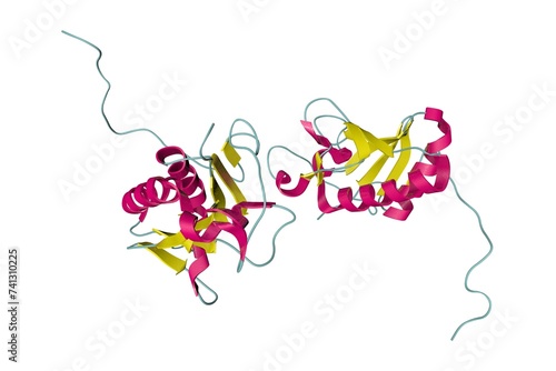 Crystal structure of human sonic hedgehog N-terminal domain. Ribbons diagram in secondary structure coloring based on protein data bank entry 3m1n. 3d illustration