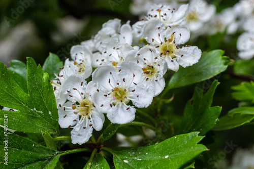 Close-up of a branch of midland hawthorn or crataegus laevigata with a blurred background photographed in the garden of herbs and medicinal plants photo