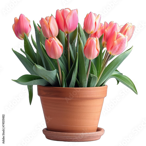 pot of Tulip isolated on transparent background  element remove background  element for design