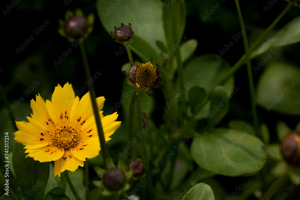 coreopsis flower plant, beautiful whimsical yellow flowers growing in the middle of fields coreopsis flower plant, beautiful whimsical yellow flowers growing in the middle of fields