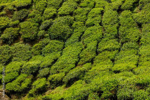Magnificent aerial view of Cameron Highlands tea in Malaysia. Boasting some of the finest tea leaves in the world, as well as picturesque landscapes. Miles of hills are dotted with terraced tea fields © bennymarty