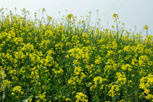 Fresh Yellow Mustard, Canola Plant Field (ID: 741323815)