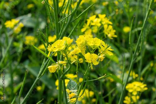 Fresh Yellow Mustard, Canola Plant Field (ID: 741323856)