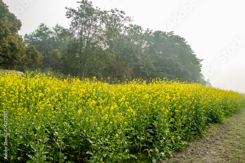 Fresh Yellow Mustard/ Canola Plant Field.