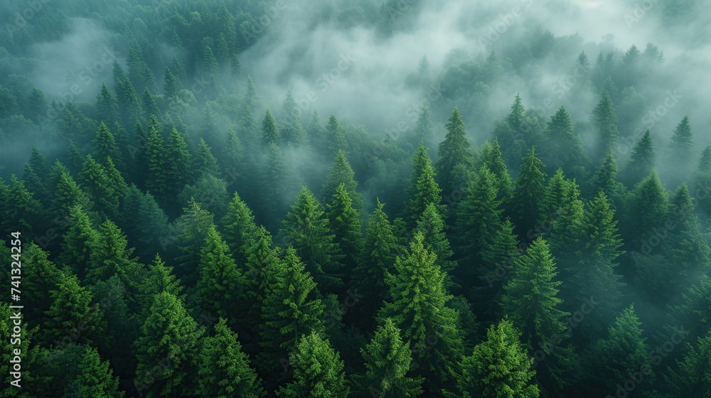 a view from the top of a pine forest shrouded in mist in the morning - obrazy, fototapety, plakaty 