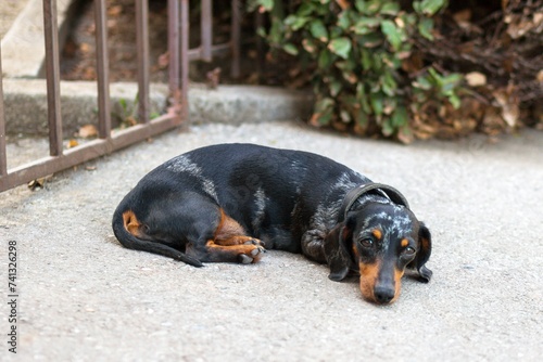 Small black and tan miniature dachshund dog laying on the ground next to a gate