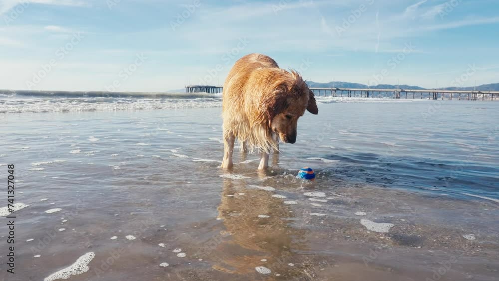 Golden Retriever Dog Catching the Ball From Seawater on Sandy Beach, Slow Motion Golden Retriever Dog Catching the Ball From Seawater on Sandy Beach, Slow Motion