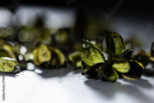 Small green leaves lying on a dark countertop and against a dark background, gently illuminated by the sun