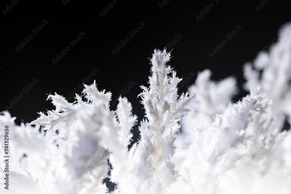 White blooms on noir canvas, an exquisite fusion for chic décor or dramatic statements.