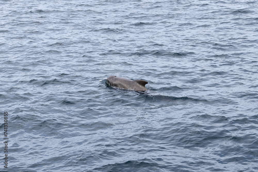 The textured back of a pilot whale (Globicephala melas) emerges amidst the rippled grey waters of the Norwegian Sea, in the proximity of Andenes, Norway.