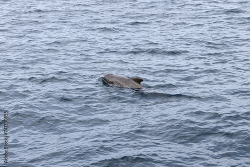 The textured back of a pilot whale (Globicephala melas) emerges amidst the rippled grey waters of the Norwegian Sea, in the proximity of Andenes, Norway.