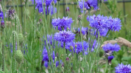 Blue Cornflowers in the flower field in summer.
