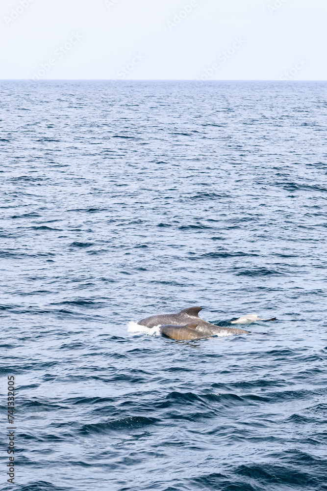 Fototapeta premium A mother pilot whale and her calf, their fins breaking the serene surface of the Norwegian Sea under a soft, overcast sky (Vertical photo)