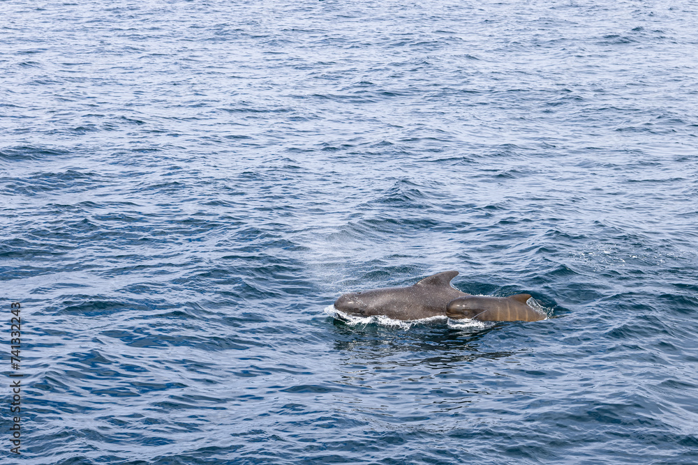 Fototapeta premium A mother pilot whale and her calf cut through the waters of the Norwegian Sea, with the gentle mist of their breath visible above the surface near Andenes