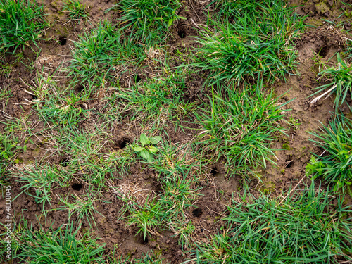 Viele Löcher und Eingänge in einen Wühlmäusebau photo