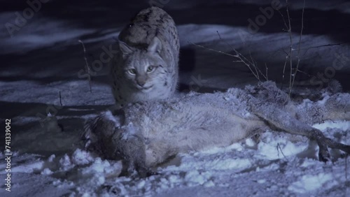 Lynx close-up at night in a snowy forest during winter. Eurasian lynx walking around a hunted deer.