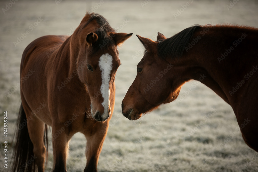 Obraz premium horses in winter