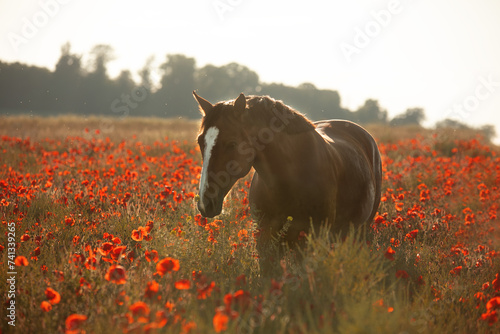 horse in red poppy