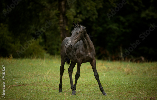 Fotografía lipizzaner foal