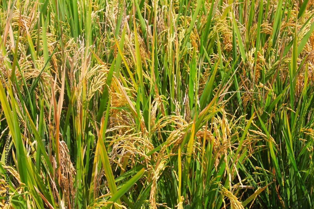 Obraz premium green rice field
