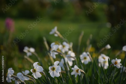 Flowers  plants Summer