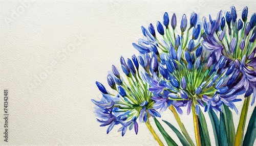 Oil painting of a Agapanthus pure white background canvas, copyspace on a side