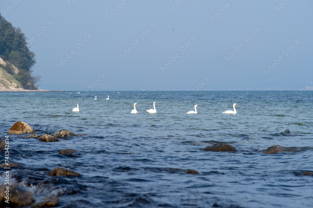 Natur und Vögel am Ostseestrand Ostseebad Sellin auf der Insel Rügen in Mecklenburg-Vorpommern