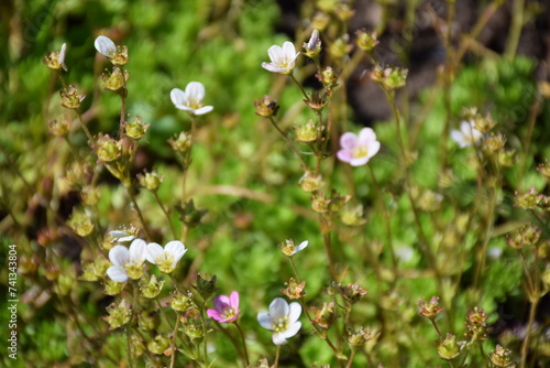 Flowers  plants Summer