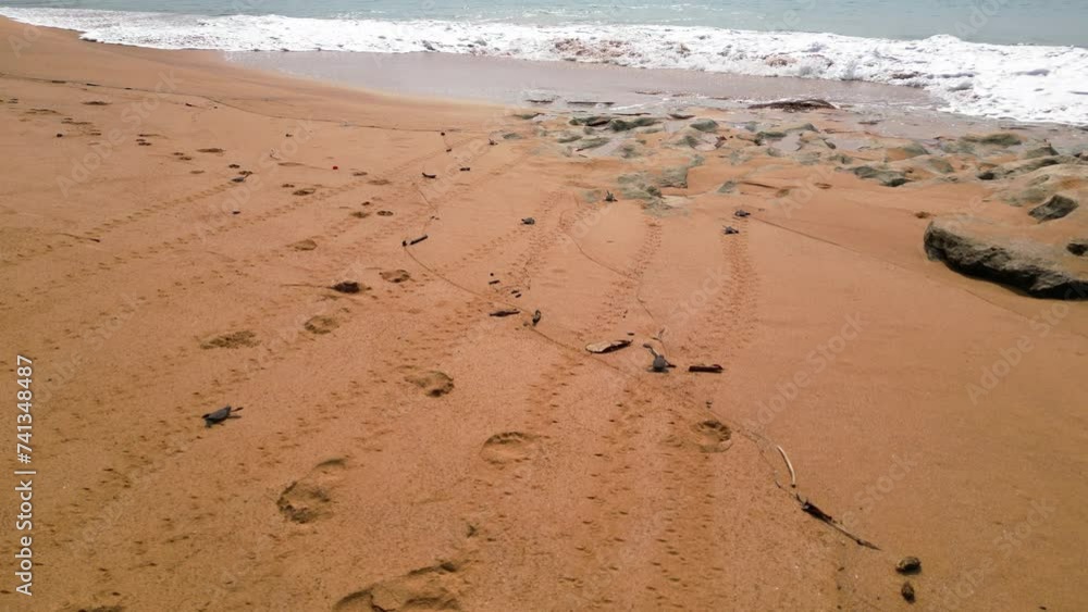 Aerial view following small turtles leaving their nest into the sea in Sao Tome, Africa Aerial view following small turtles leaving their nest into the sea in Sao Tome, Africa