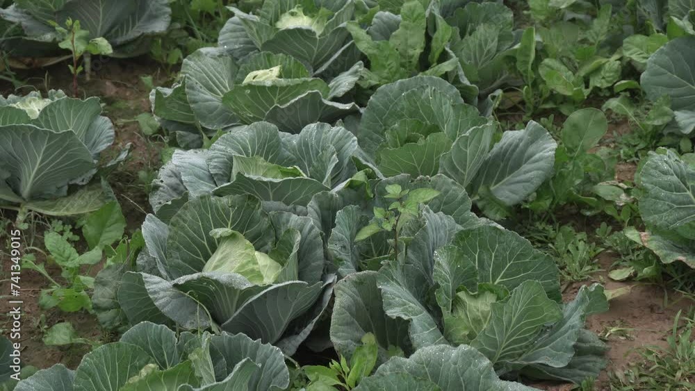Cabbage has been cultivated in the field. Cabbage has been cultivated in the field.