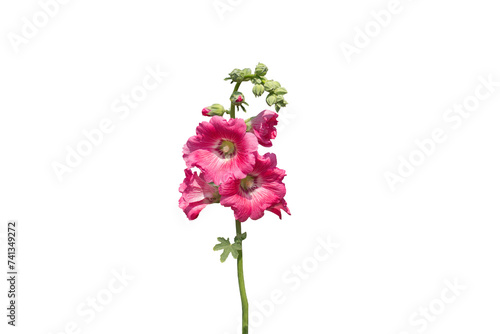 Image of beautiful blooming hollyhock flower in bright light isolated on transparent background png file.