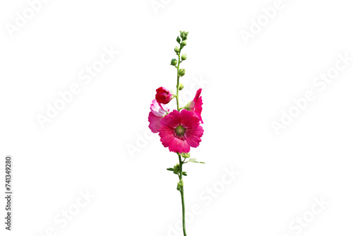Fotografie Image of beautiful hollyhock flower isolated on transparent background png file