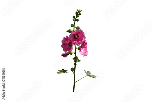 Image of beautiful blooming hollyhock flower isolated on transparent background png file.