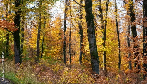 Color autumn forest © ROKA Creative