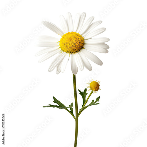 Chamomile flower on transparent background