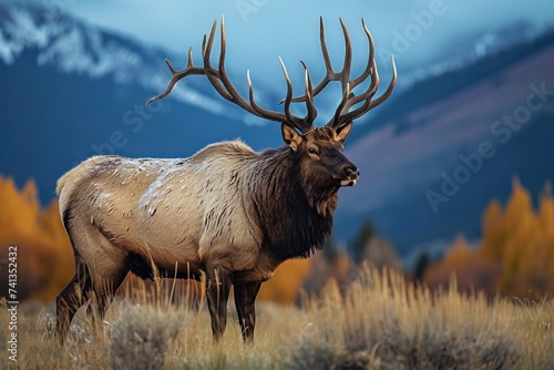 Solitary bull elk with impressive antlers standing in an autumnal grassland with mountain backdrop at twilight, Generative AI