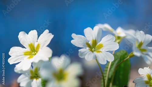 Spring forest white flowers primroses on a beautiful blue background macro. Blurred gentle sky-blue background